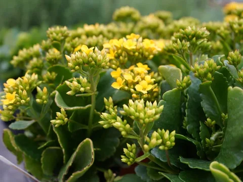 #flowersofinstagram #floral #flowers #flower #flowerstagram #floralarrangement #succulents #succulentsofinstagram