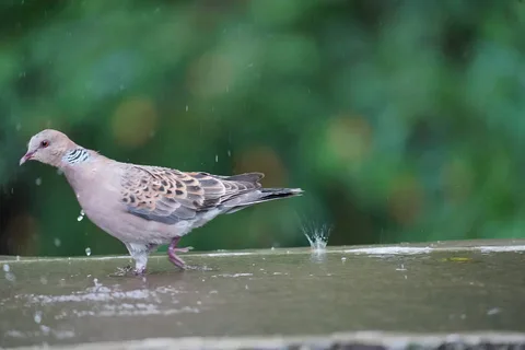 I'll be walking.
Walking in the rain.

The Oriental Turtle Dove. Who names these things? Isn't कबूतर enough?