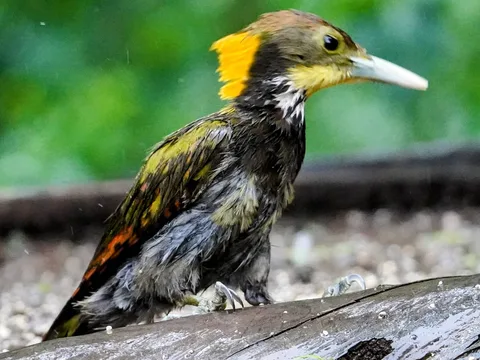 See, bite, gobble.

These pictures of the lesser yellowpane were taken at what is called a "hide". After all the traipsi
