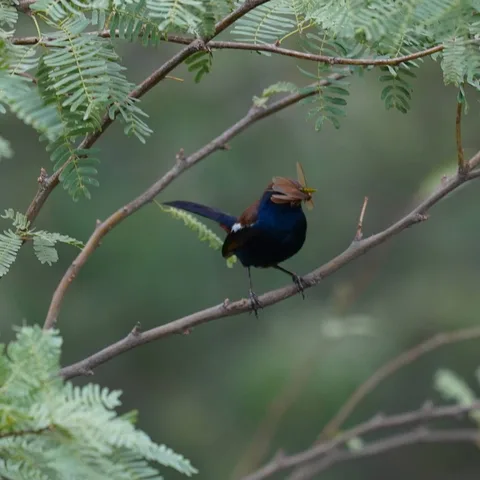 "I have the goods. In my mouth."

This Indian Robin flitted about for a very long time, from branch to branch, tree to t