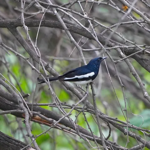 The Oriental Magpie-robin