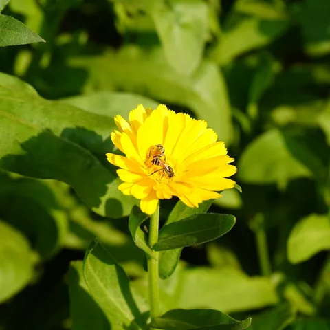 More #flower. More #bees.