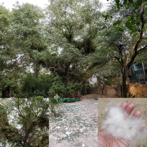 Peepal tree, with what looks like a different plant growing on it. Silk cotton seeds strewn all over the place.