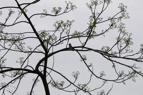 Here is a closer look at tapes-tree