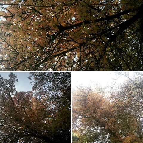 Morning beauty. Right outside my home.
