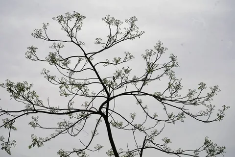 This tree looks like a tapestry from afar
Standing across the sky
I was photographing the bird sitting on it
But in the 