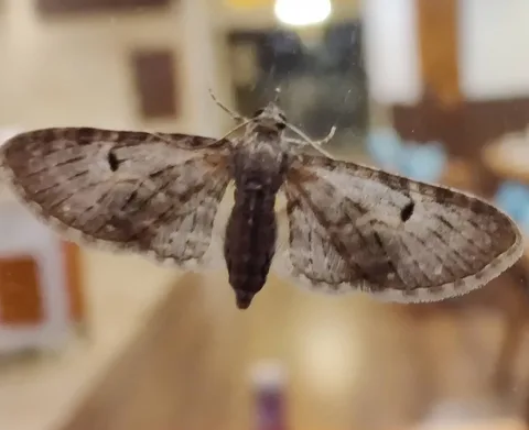 The wormwood pug, it seems