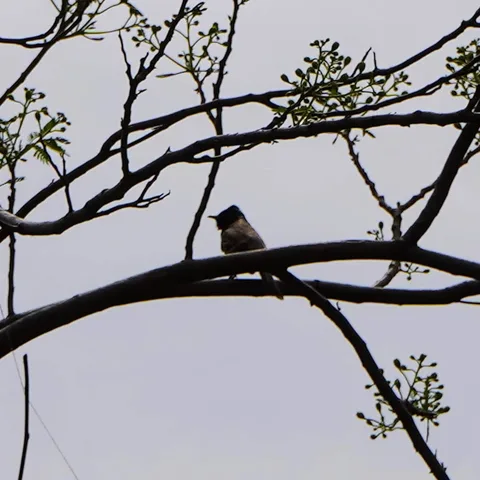 And here's the birdy on the tree I was going after.