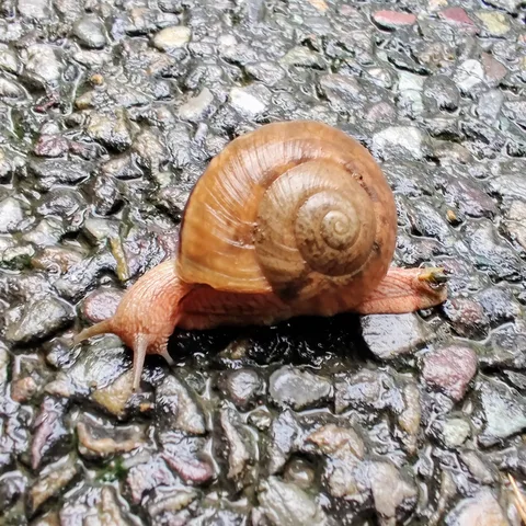 Snail. Elevation.
