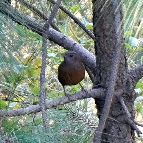 Is that a wren?