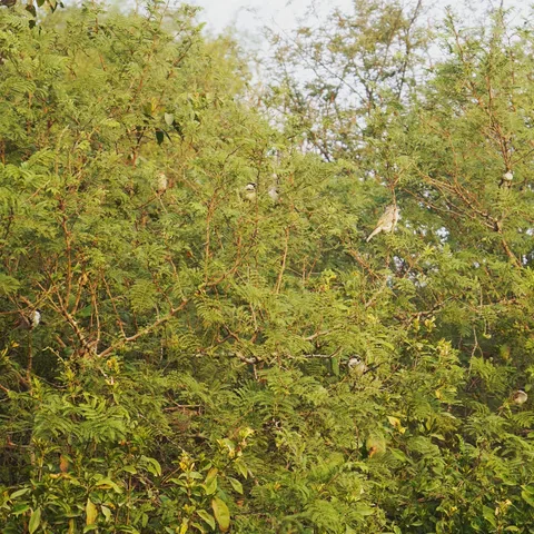 Be the first to identify all the sparrows in this picture, and get a free pass to 2021.