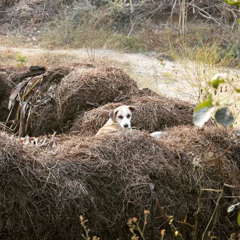 A cozy spot for the good boys