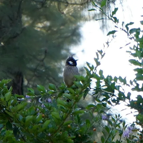 Himalayan Bulbul