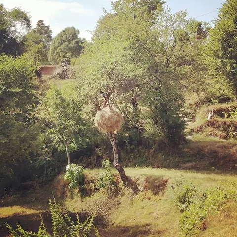पेड़ पर सूखता चारा