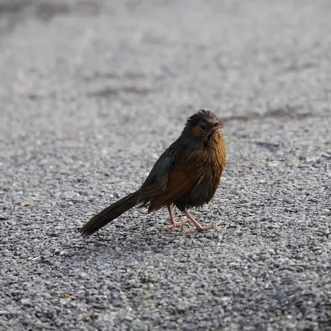 So apparently I was out #birding two years ago, in #Pangot. Chasing angry wet #birds