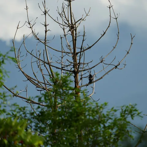 Somewhere in #Dhanolti. Some time this summer.

The bird is some kind of thrush, I think. Can you help me identify it?

