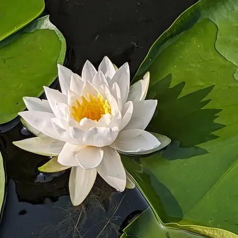 #Lily