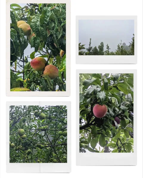 #Peaches, #apricots and #apples. And #fog. So much #fog. Or are they just #clouds?