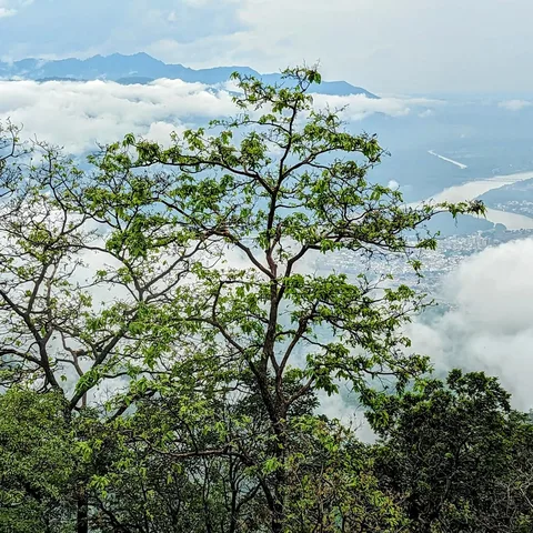 A lot going on in this pic. #Trees, a #cityscape, #mountains,#clouds and #fog. Even #monkeys, if you zoom in and hunt (n