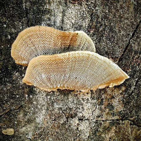 Zoom in, zoom in, and marvel. It's a fungus not two inches wide, but the detail in there. Just wow!