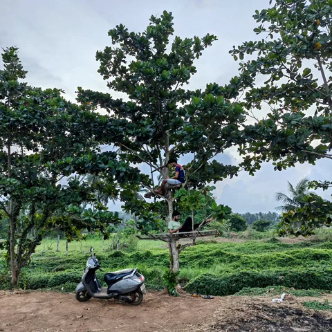 I often go for a walk in the fields next to my home. Today I found these two dudes, just chilling in a tree.