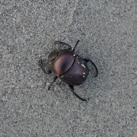 Dung beetle