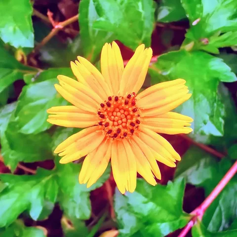 The rain makes everything so beautiful. Pictured outside the children's school. Spot the ant if you can.