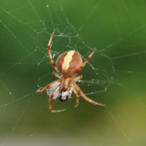 Spidey. On a very large web.