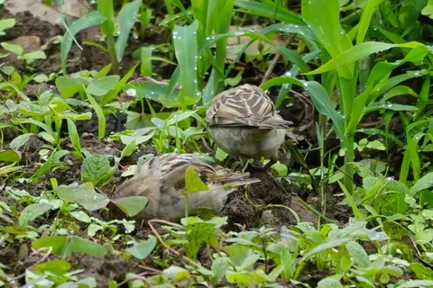 Is this the Russet #Sparrow? Seeing sparrows after so long; I don't see them in the cities any more at all.