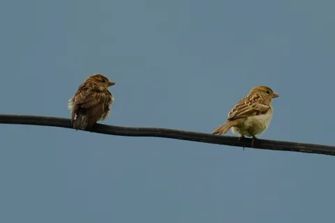 Is this the Russet #Sparrow? Seeing sparrows after so long; I don't see them in the cities any more at all.