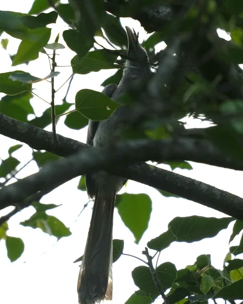 Wait patiently as this #bird slowly reveals itself to you. The Indian Gray #Hornbill. I don't know why some people find 