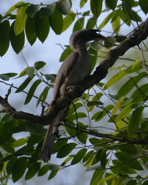 Wait patiently as this #bird slowly reveals itself to you. The Indian Gray #Hornbill. I don't know why some people find 