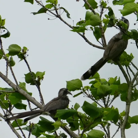 And here we have an Indian Grey #Hornbill #pair.