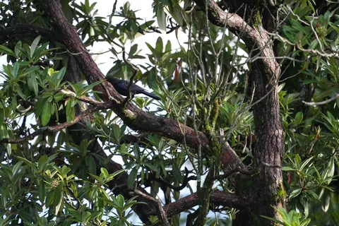 Portraits of #birds in their #natural #habitat in #Dhanaulti, just the way I found them, without any filters or cropping