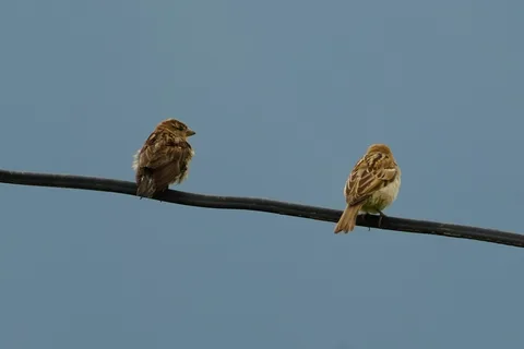 Is this the Russet #Sparrow? Seeing sparrows after so long; I don't see them in the cities any more at all.