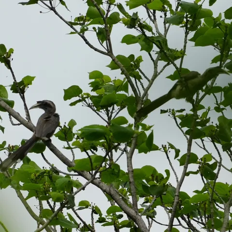 And here we have an Indian Grey #Hornbill #pair.