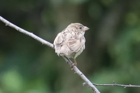 Is this the Russet #Sparrow? Seeing sparrows after so long; I don't see them in the cities any more at all.
