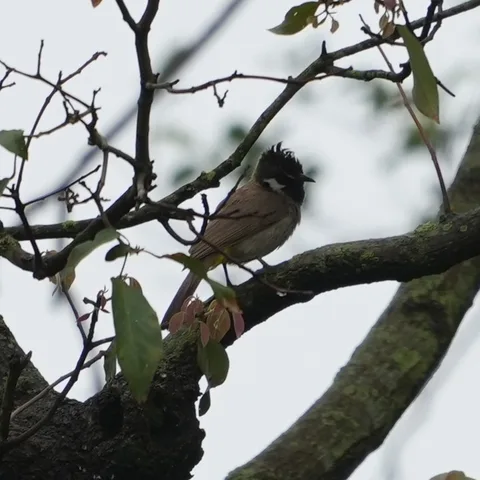 The #Himalayan #Bulbul, बुलबुल