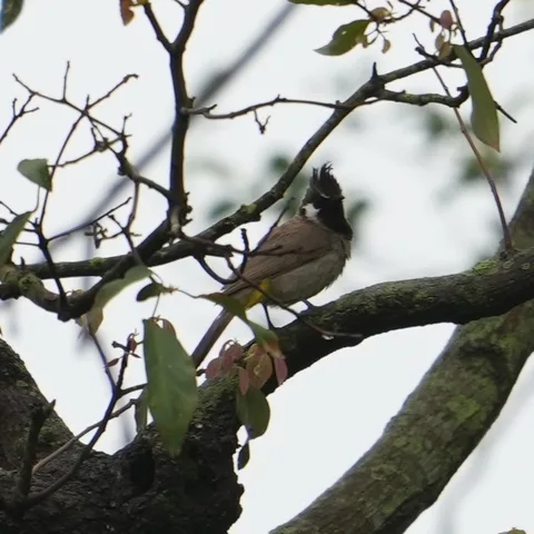 The #Himalayan #Bulbul, बुलबुल