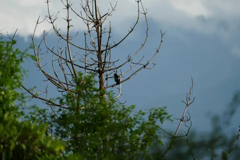Portraits of #birds in their #natural #habitat in #Dhanaulti, just the way I found them, without any filters or cropping