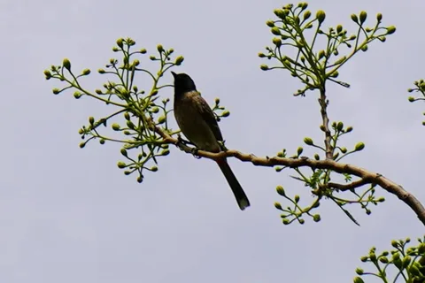 Bulbul in a tree