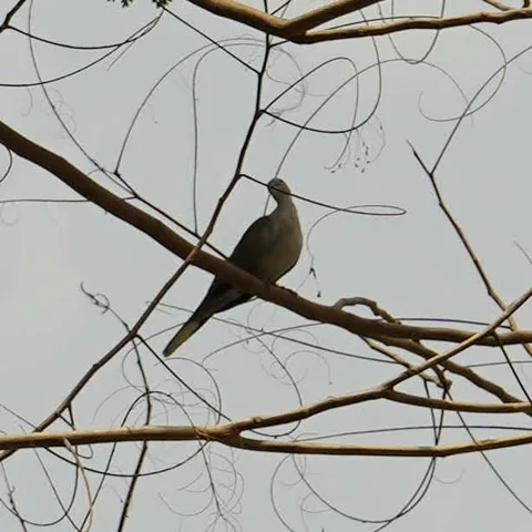 Dove 🕊