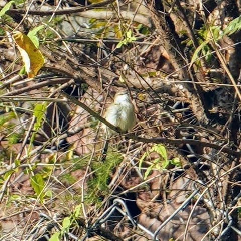 Tawny flanked Prinia