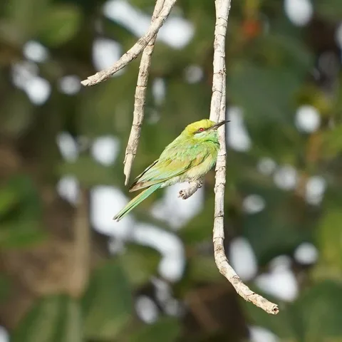 The Green Bee-eater, पतेना