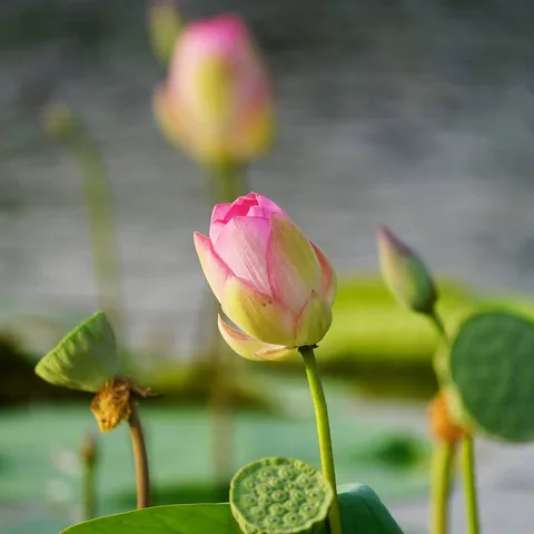 What the Lotus Pond in Gurgaon is famous for...