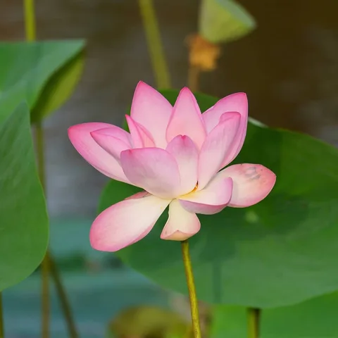 What the Lotus Pond in Gurgaon is famous for...