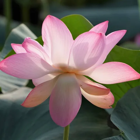 What the Lotus Pond in Gurgaon is famous for...