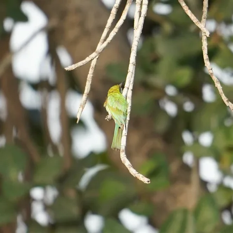 The Green Bee-eater, पतेना