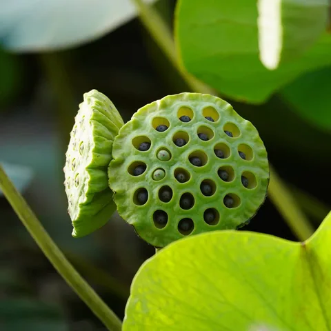 Trypophobia isn't real. Its a social media invention. Get over it.