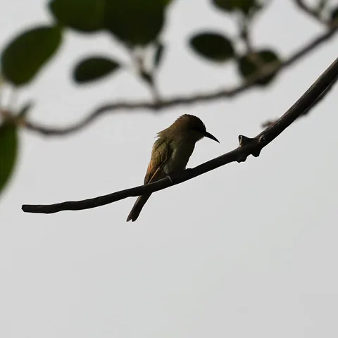 The Green Bee-eater, पतेना